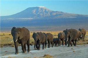 Réaliser un voyage écotouristique au Kenya