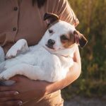 Comment bien élever son chien?